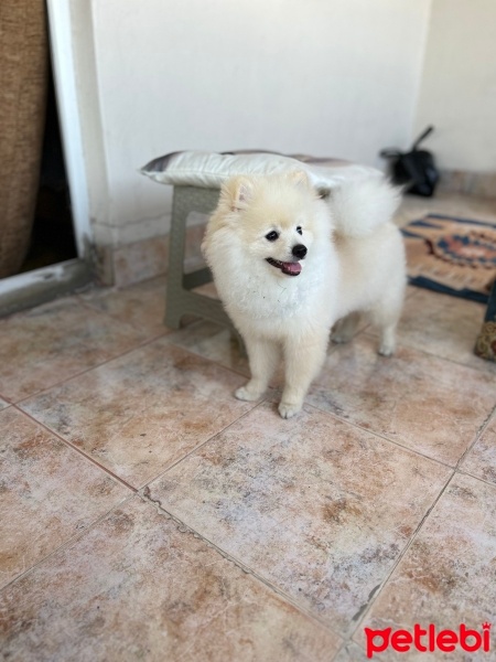 Pomeranyalı, Köpek  Miço fotoğrafı