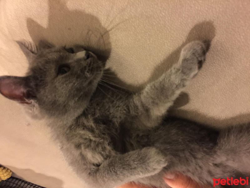 British Shorthair, Kedi  Fiko fotoğrafı