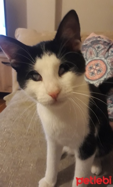 Tuxedo (Smokin) Kedi, Kedi  Yaşar fotoğrafı