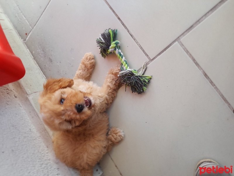 Maltese, Köpek  leo fotoğrafı