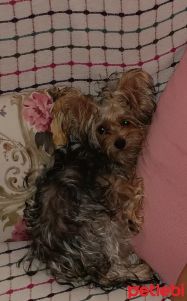 Yorkshire Terrier, Köpek  Pera fotoğrafı