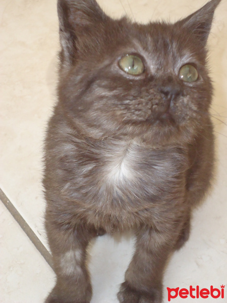 Scottish Fold, Kedi  haydut fotoğrafı