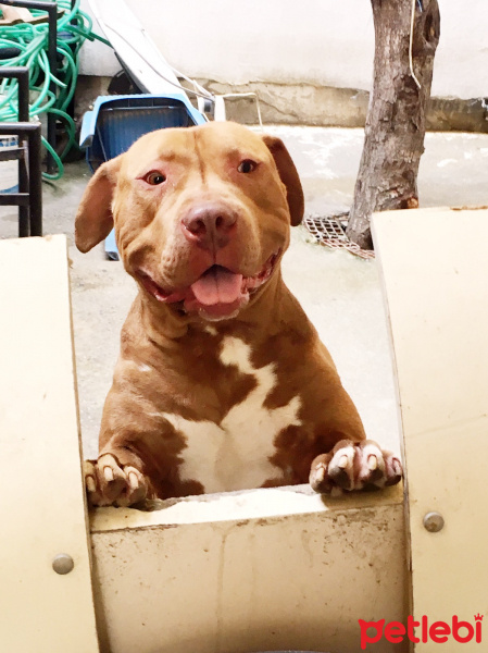 Amerikan Pitbull Terrier, Köpek  Baron fotoğrafı