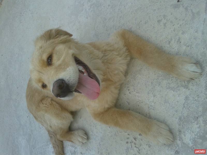 Golden Retriever, Köpek  luki fotoğrafı