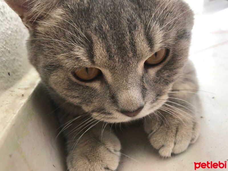 British Shorthair, Kedi  Mito fotoğrafı