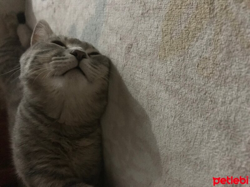 British Shorthair, Kedi  Mito fotoğrafı