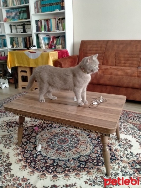 British Shorthair, Kedi  Duman fotoğrafı