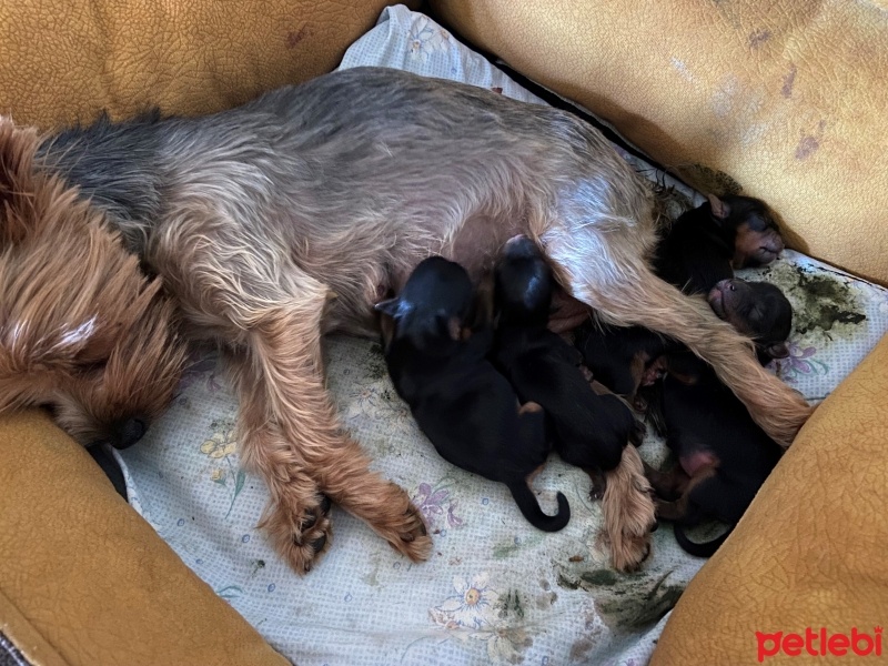 Yorkshire Terrier, Köpek  minnak fotoğrafı