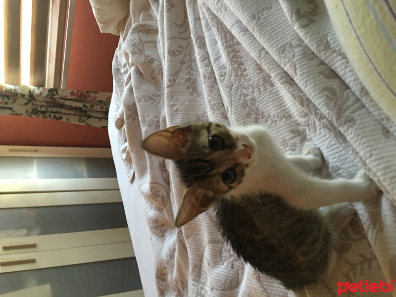 Abyssinian, Kedi  Ponçik fotoğrafı