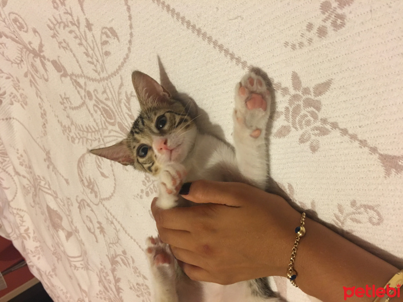 Abyssinian, Kedi  Ponçik fotoğrafı