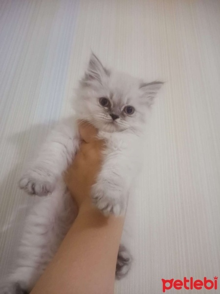 İran Kedisi (Persian), Kedi  Prenses fotoğrafı