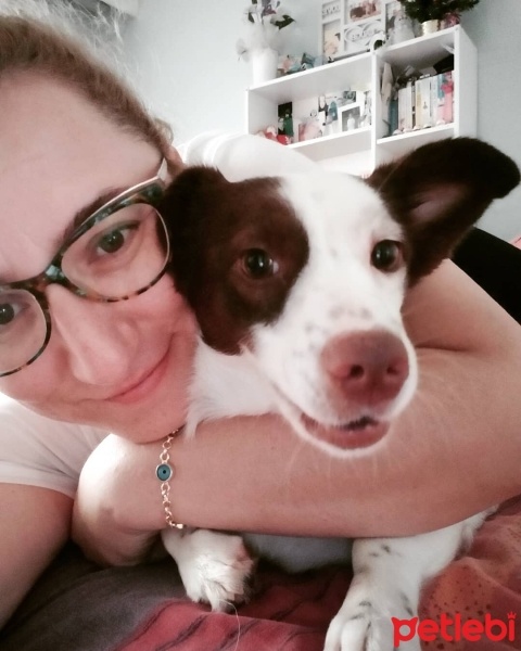 Jack Russell Terrier, Köpek  bıdık fotoğrafı