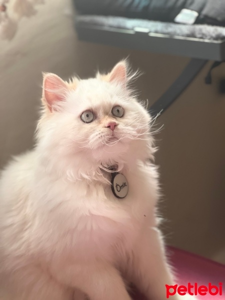 İran Kedisi (Persian), Kedi  Ömür fotoğrafı
