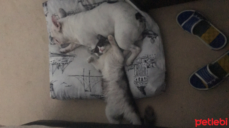 Tekir Kedi, Kedi  Blue fotoğrafı