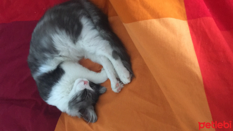 Tekir Kedi, Kedi  Blue fotoğrafı