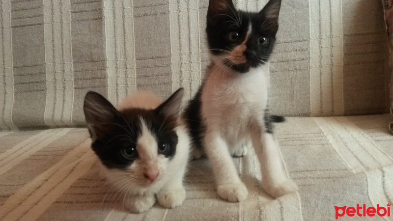 Tekir Kedi, Kedi  yavru kediler fotoğrafı