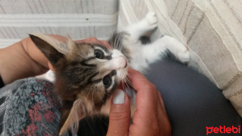 Tekir Kedi, Kedi  yavru kediler fotoğrafı