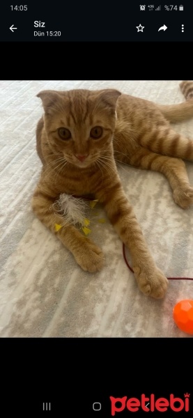 Scottish Fold, Kedi  Poncik fotoğrafı