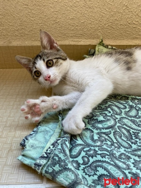 Tekir Kedi, Kedi  Masum fotoğrafı