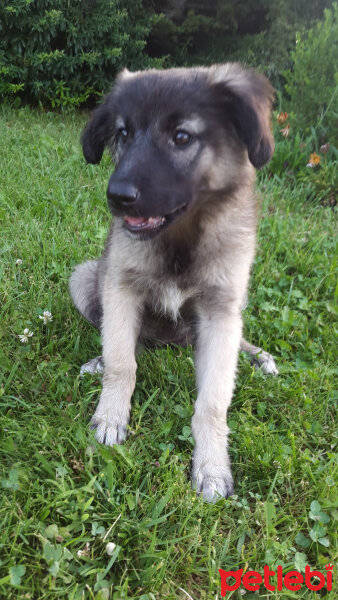 Kars Çoban Köpeği, Köpek  HERA fotoğrafı