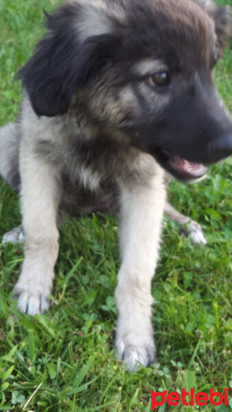 Kars Çoban Köpeği, Köpek  HERA fotoğrafı