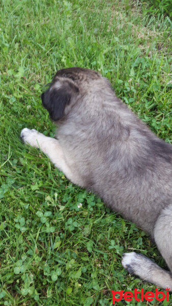 Kars Çoban Köpeği, Köpek  HERA fotoğrafı