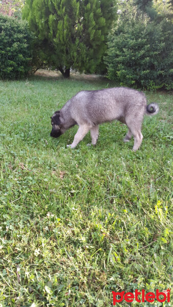 Kars Çoban Köpeği, Köpek  HERA fotoğrafı