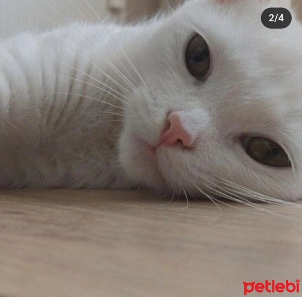 British Longhair, Kedi  Mia fotoğrafı