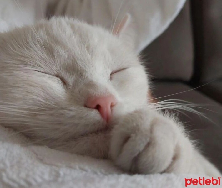 British Longhair, Kedi  Mia fotoğrafı