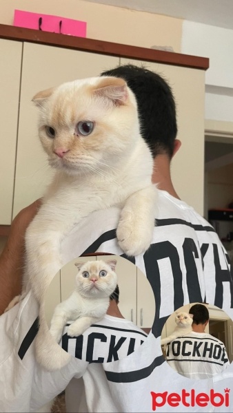 British Shorthair, Kedi  Gecee fotoğrafı