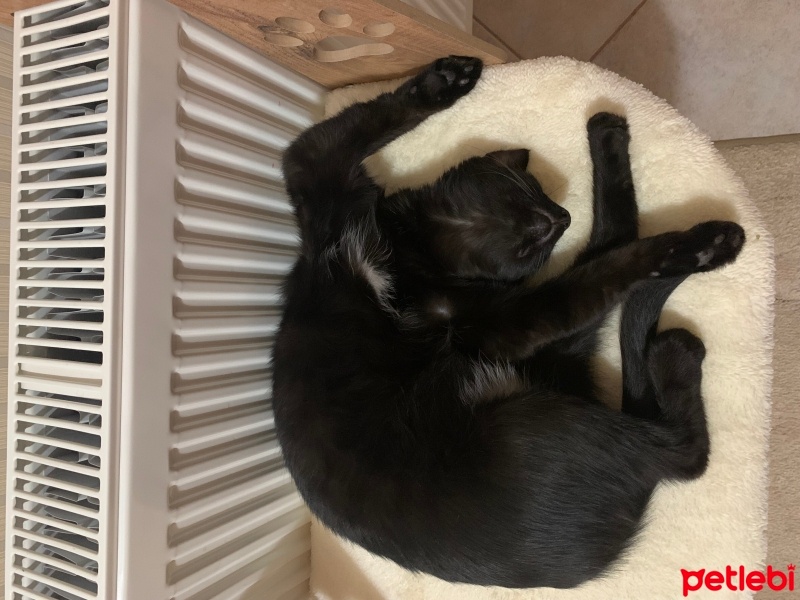 Tekir Kedi, Kedi  Üzüm fotoğrafı