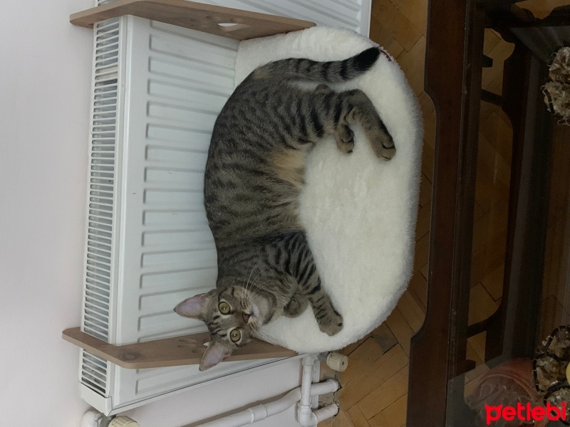 Tekir Kedi, Kedi  Köpük fotoğrafı