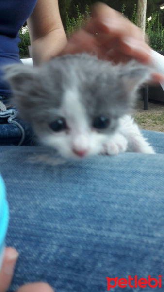 Tekir Kedi, Kedi  İsimsiz fotoğrafı