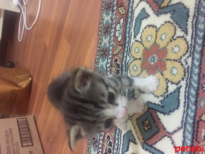 Tekir Kedi, Kedi  İsimsiz fotoğrafı