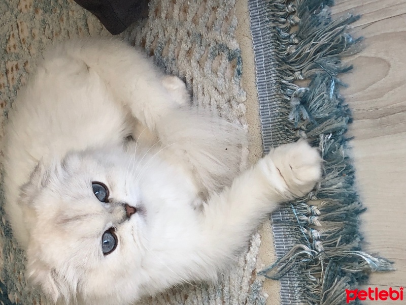 Chinchilla, Kedi  Pamuk fotoğrafı