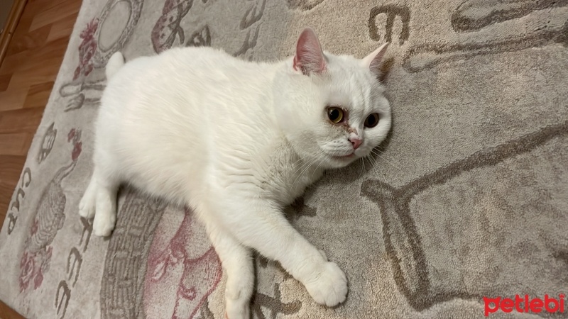 British Shorthair, Kedi  Shera fotoğrafı