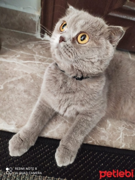 Scottish Fold, Kedi  Tarçın fotoğrafı