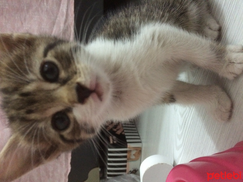 Tekir Kedi, Kedi  mia fotoğrafı