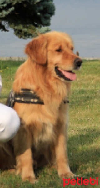 Golden Retriever, Köpek  kurşun fotoğrafı