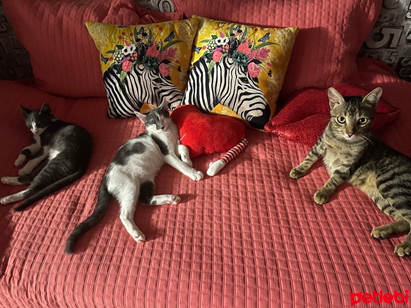 Tekir Kedi, Kedi  Boncuk fotoğrafı
