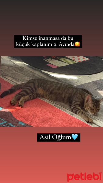 Tekir Kedi, Kedi  Boncuk fotoğrafı