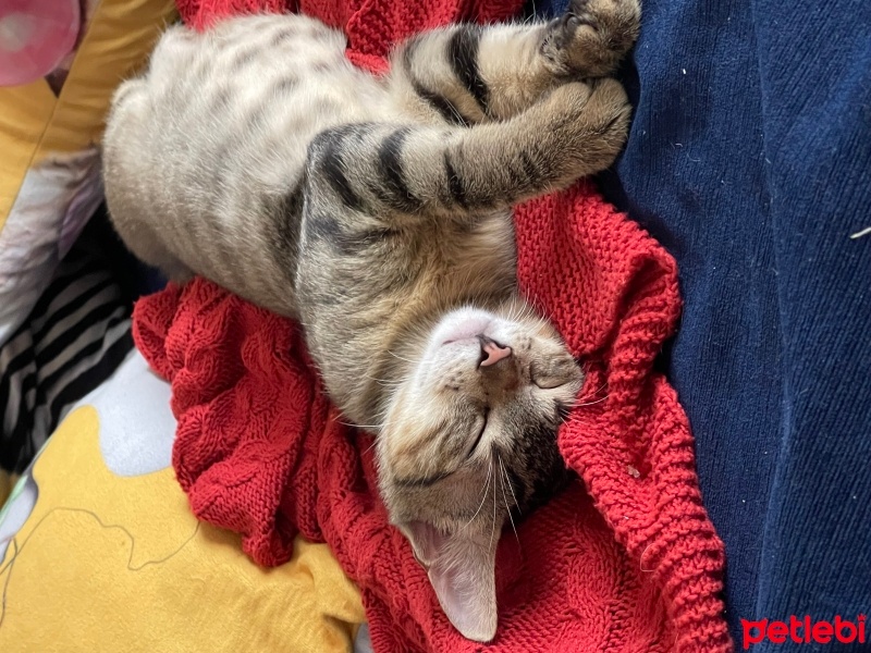 Tekir Kedi, Kedi  Boncuk fotoğrafı