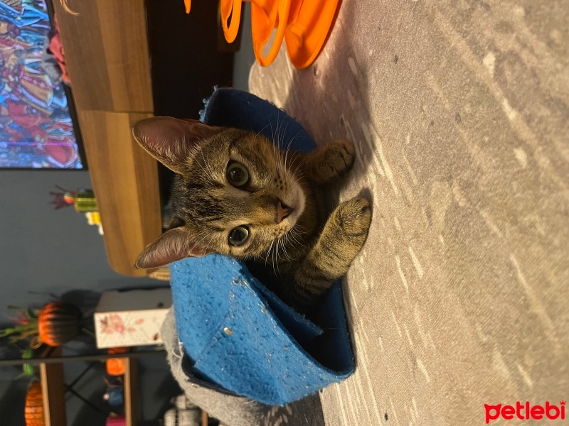 Tekir Kedi, Kedi  Boncuk fotoğrafı