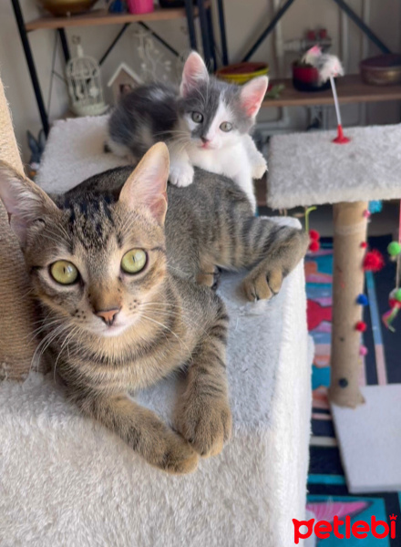 Tekir Kedi, Kedi  Boncuk fotoğrafı
