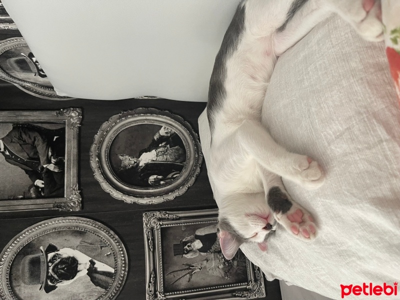 Tekir Kedi, Kedi  Boncuk fotoğrafı