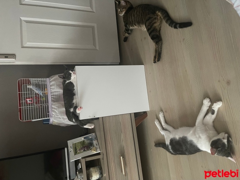 Tekir Kedi, Kedi  Boncuk fotoğrafı