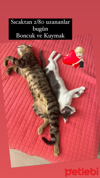 Tekir Kedi, Kedi  Boncuk fotoğrafı