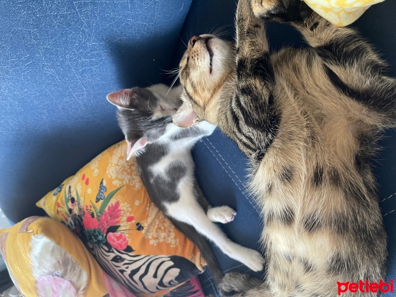 Tekir Kedi, Kedi  Boncuk fotoğrafı
