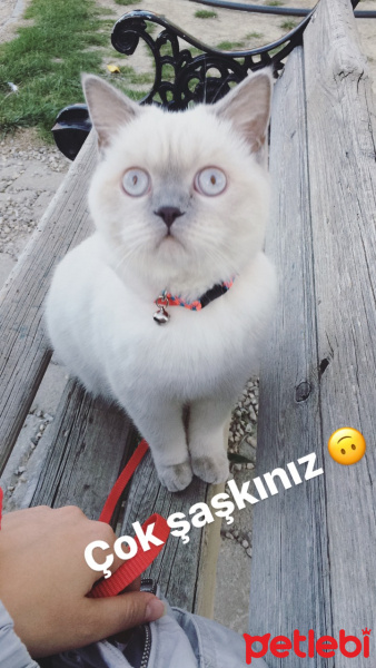 Scottish Fold, Kedi  Monica fotoğrafı