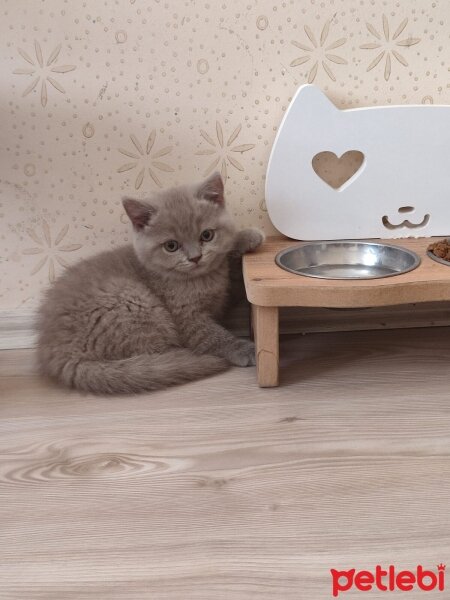 British Shorthair, Kedi  Pera fotoğrafı